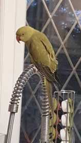 Lost Indian Ringneck Parakeet