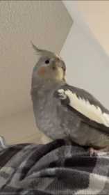 Lost Cockatiel