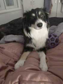 Lost Dog