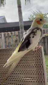 Lost Cockatiel