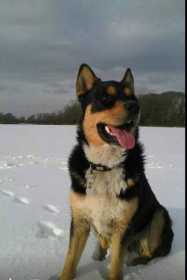 Lost Dog