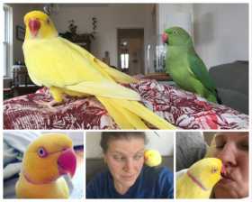 Lost Indian Ringneck Parakeet