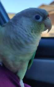 Lost Conure