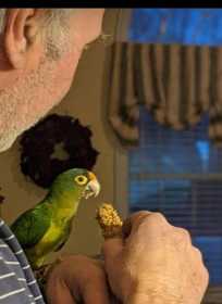 Lost Conure