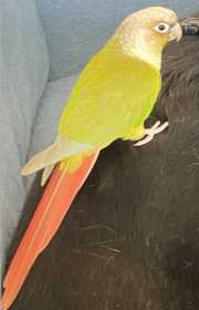 Lost Conure