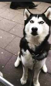 Lost Dog