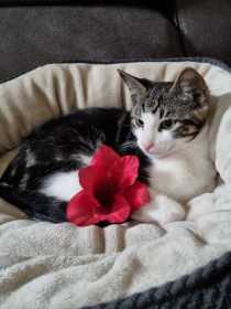 Lost Cat