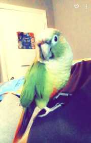 Lost Conure