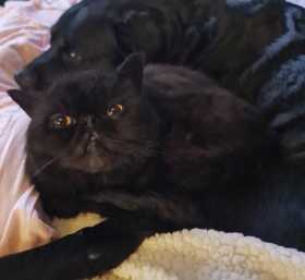 Lost Cat