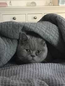 Lost Cat