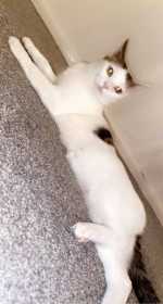 Lost Cat