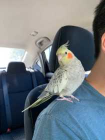 Lost Cockatiel