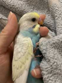 Lost Budgerigar