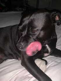 Lost Dog