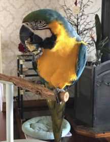 Lost Macaw