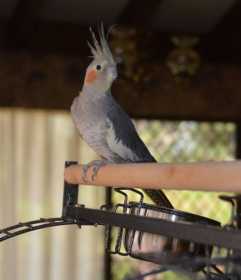 Lost Cockatiel