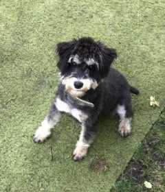 Lost Dog