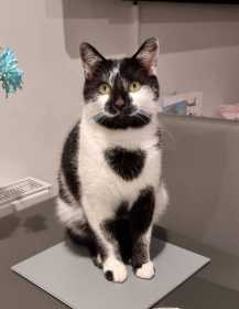 Lost Cat