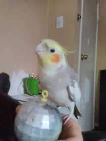 Lost Cockatiel