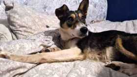 Lost Dog