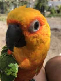 Lost Conure