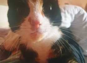 Lost Cat