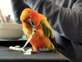 Lost Conure