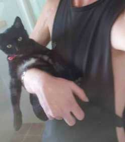 Lost Cat
