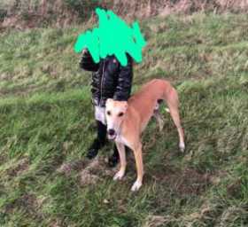 Lost Dog