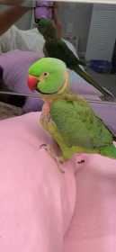 Lost Indian Ringneck Parakeet