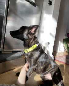 Lost Dog