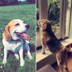 Lost Dog