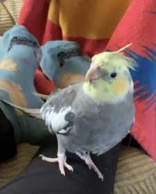 Lost Cockatiel