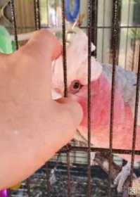 Lost Galah Cockatoo