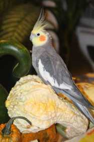 Lost Cockatiel