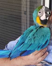 Lost Macaw