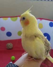 Lost Cockatiel