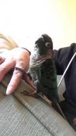 Lost Conure