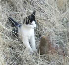Lost Cat