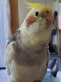 Lost Cockatiel