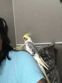 Lost Cockatiel