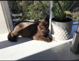 Lost Cat