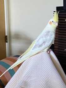 Lost Cockatiel