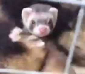 Lost Ferret