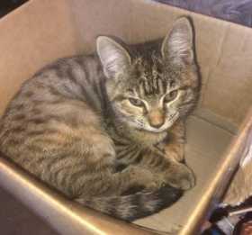 Lost Cat