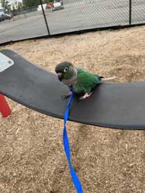 Lost Conure