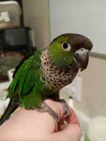 Lost Conure