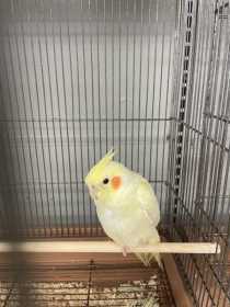 Lost Cockatiel