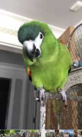 Lost Macaw