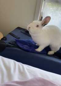 Lost Rabbit